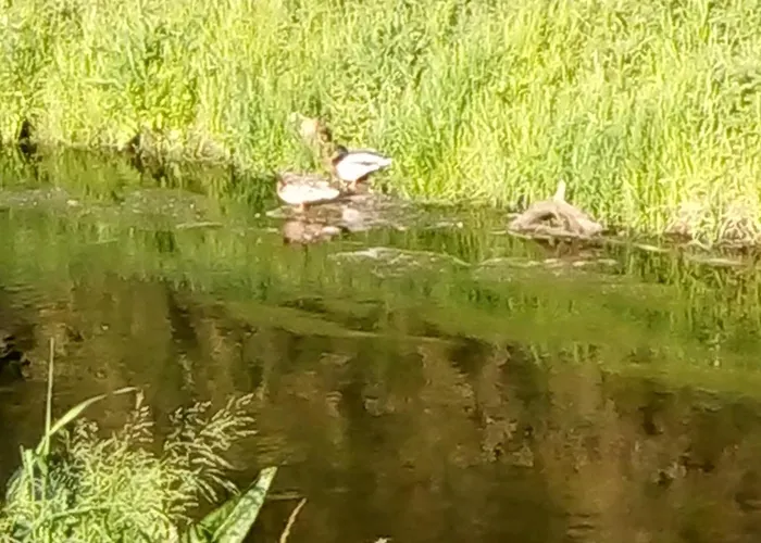 Samoa * هوبيغارْتْنْ